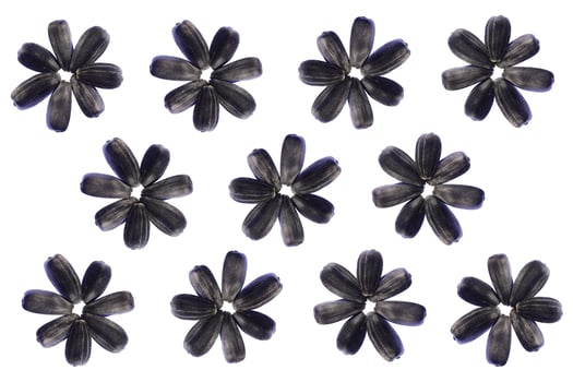 Sunflower Seeds Flowers Pattern. Isolated Background. Detailed Texture. Macro Closeup. Landscape Orientation Poster. photo