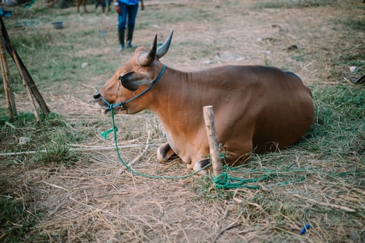 A brown cow resting on a green grassy field, ready for sale to customers for Eid al-Adha 2024, symbolizing the upcoming festive traditions photo
