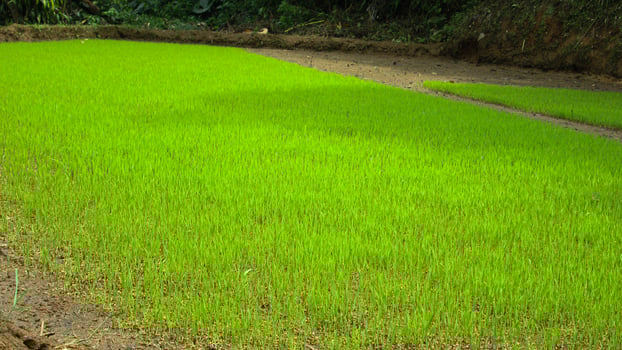 Lush green rice paddy field with young rice plants photo