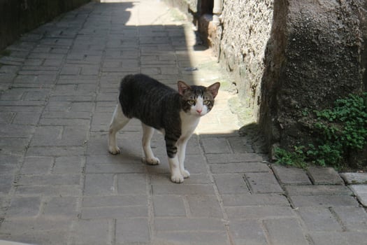 Curious Cat on Cobblestone Path photo