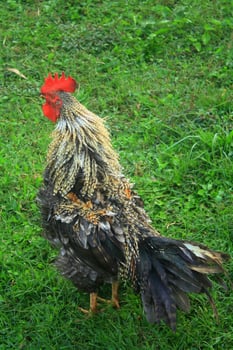 Colorful Rooster on Green Grass photo