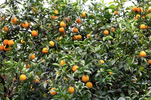 Ripe orange fruits on the brunches. Citrus tree background. photo