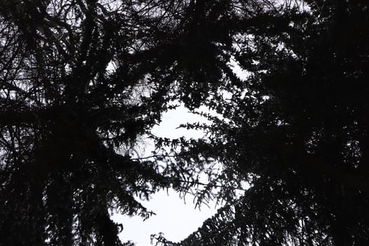 Big christmas trees with sky clearance. Bottom view. photo