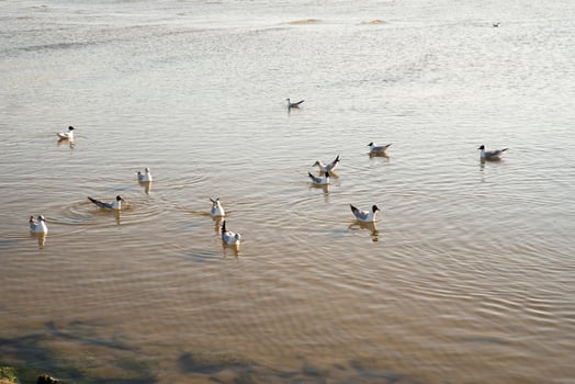 Various sea birds looking for a food on a beach. photo