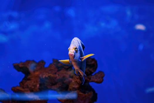 Underwater shot of fish Pomacanthus semicirculatus photo