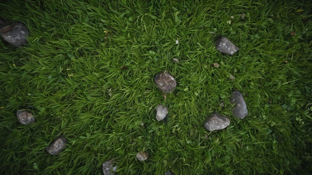 rocks and stones in the grass photo