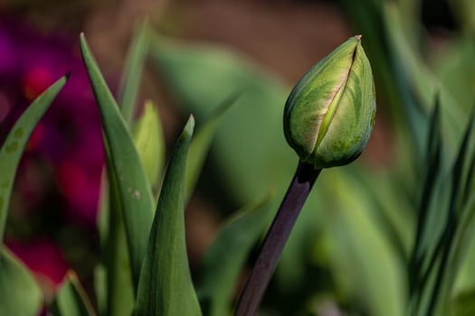 Young green new buds of tulip flowers sprout out and growth in spring season photo