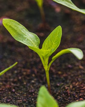 Pepper plantlets in peat tray in greenhouse macro selective focus on some shoots photo