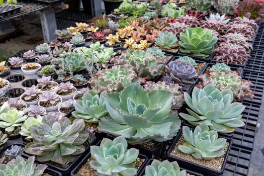 Collection of healthy decorative succulent top view in the greenhouse garden for limited space urban gardening design garden photo