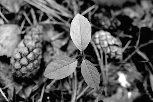 Black and white monochrome forest ground. Green leaf texture. Nature floral background. Organic botanical beauty macro closeup. photo