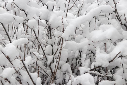 Landscape of winter trees under snow snowdrift. Outdoor park background. photo