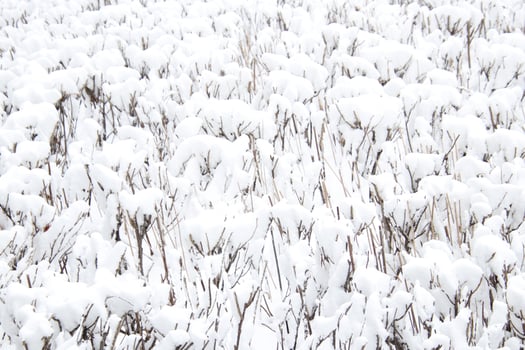 Thick layer of snow on the surface of dry trimmed bushes photo