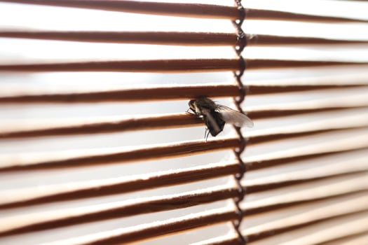 A fly looks out the window through the blinds. Macro closeup. photo