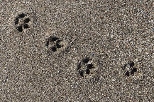 Dog tracks on sand photo