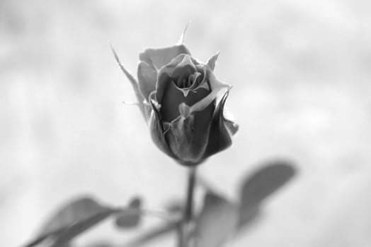 Black and white monochrome rose bud. Green leaf texture. Nature floral background. Organic botanical beauty macro closeup. photo