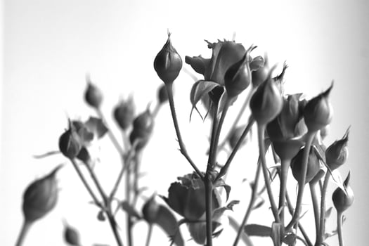 Black and white monochrome rose bush. Green leaf texture. Nature floral background. Organic botanical beauty macro closeup. photo