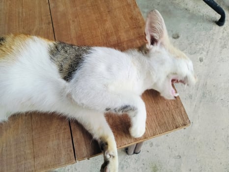 Stray cat sleeping on the wooden bench, wet from the heat, colorful cat. photo