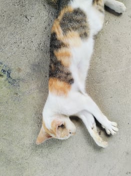 Stray cat sleeping on the wooden bench, wet from the heat, colorful cat. photo