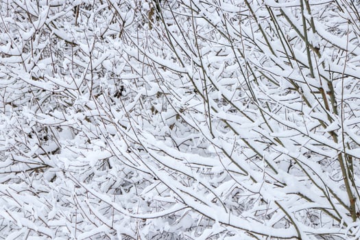 Bushy branches under snow. Winter snow forest background. photo