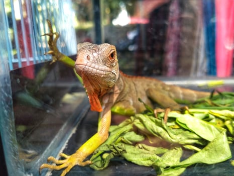 young iguana lizard in a glass cage, sunbathing and staring for something on the cage. exotic pets photo