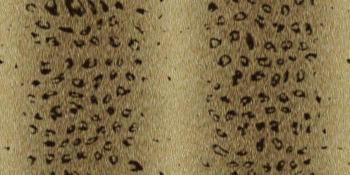 Leopard wild animal design. Fuzzy fashion creative. Wool texture. Fur background. Warm surface. Hairy pattern. Furry backdrop. photo