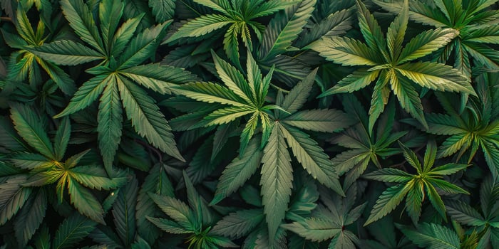 Cannabis texture marijuana leaf pile background photo
