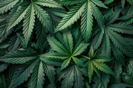 Cannabis texture marijuana leaf pile background photo