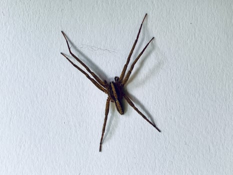 a spider on a white background photo