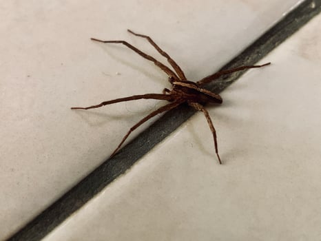 a spider on the floor photo