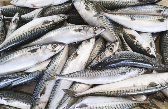 Mackerel fish at a seafood market photo