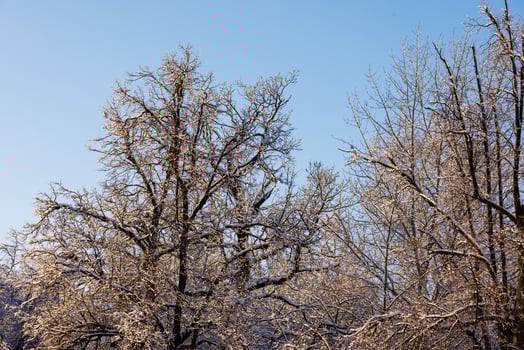 Snowy trees against blue sky in at sunset photo