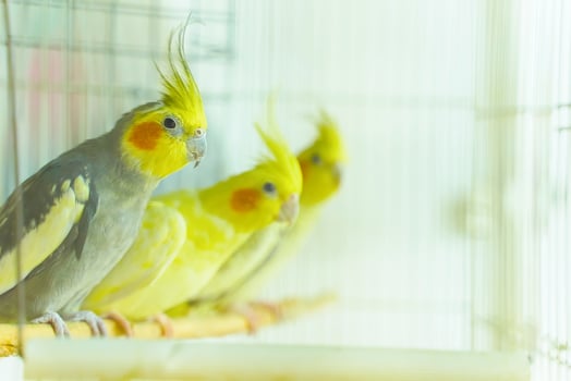 Group of parrot corrals sit and swing in a cage photo