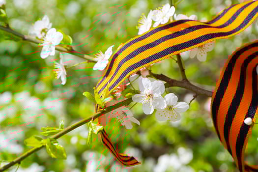 Cherry branch and Saint Georges ribbon. Cherry blossoms in spring. Traditional symbol of 9 May 1945, Victory Day . High quality photo