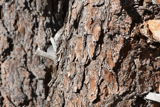 Natural Tree Branch and Trunk Texture Close Up photo