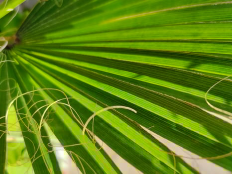 Bright green tropical palm leaf, close-up photo