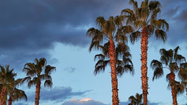 Background palm trees in sunset rays against background of blue evening sky, copy space. photo