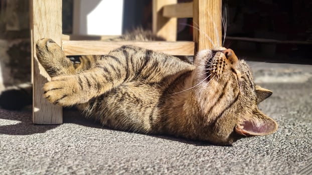 Cute brown tabby cat lying in funny pose with his eyes closed enjoying rays of sun photo
