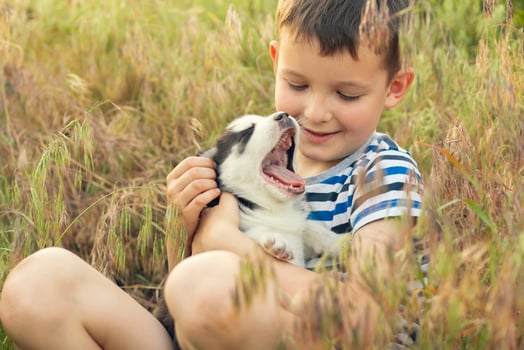 A cute boy plays with husky puppy sitting in grass on a meadow. photo