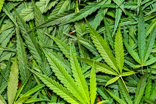 Cannabis marijuana texture leaf background. A large amount of marijuana. photo