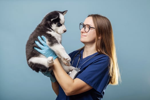 Veterinarian holding a Husky puppy with blue gloves photo