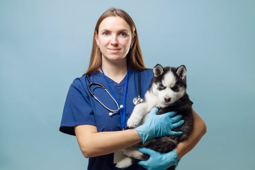 Veterinarian holding a Siberian Husky puppy photo