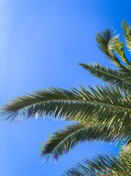 A palm tree with blue sky, bottom view photo