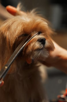 Haircut of a small Maltipa in a grooming salon. photo