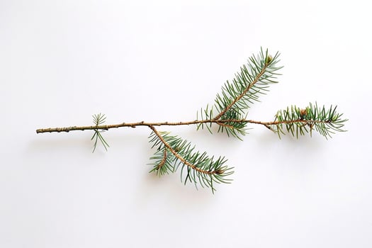 Fir tree branch on a white background. photo