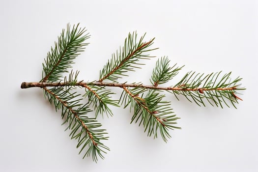 Spruce branch on a white background. photo