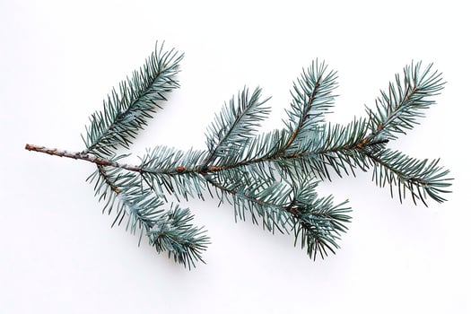 Fir tree branch on white background. photo