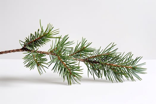 Pine branch on a white background. photo