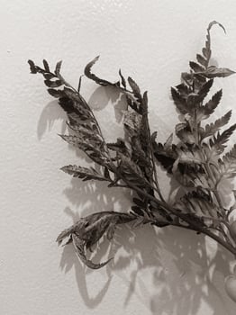 Leaves of plants on a wall background, neutral light, black-and-white close-up photo