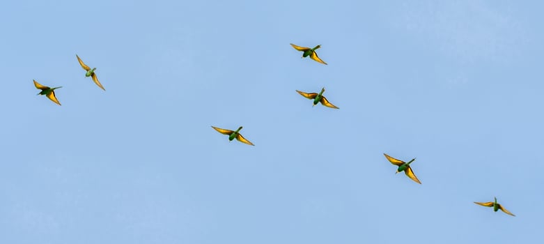 European bee-eater birds, Merops Apiaster, flight open wings, Geneva, Switzerland photo