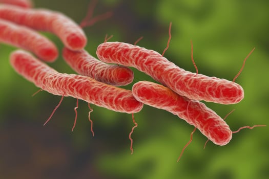 Microscopic bacteria coli infection intestinal micro germ microbe bacterium mold health organism medical treatment microorganism disease bacillus pathogen illness microbiology research photo